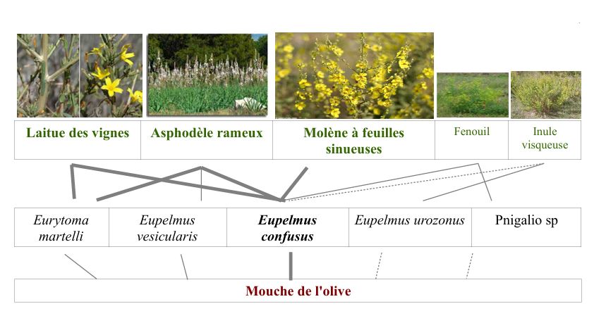 shémas plantes utiles pour lutter contre la mouche de l'olivier