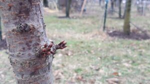 Bourgeons appelés bouquets de mai sur un cerisier.