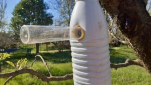 Bouteille suspendue testeur parasite hyménoptère