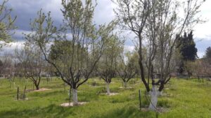 Verger d'amandiers Puyricard croqueurs