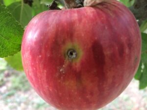 Trou de carpocapse dans une pomme