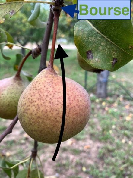 poire-chapelan-credit-catherine-begnis