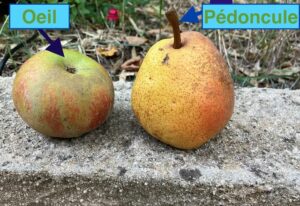 pomme-reinette-d-anjou-poire-charles-ernest-credit-catherine-begnis