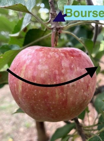 pomme-viollette-credit-catherine-begnis