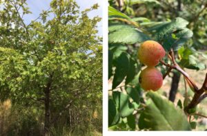 sorbier domestique ou cormier crédit Catherine Begnis