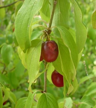 Cornus mas et ses cornouilles comestibles