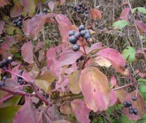 Cornus sanguinea et ses fruits non comestibles